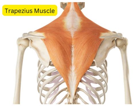 trapezius tear testing